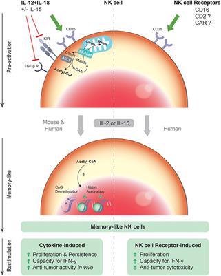 Memory-Like NK Cells: Remembering a Previous Activation by Cytokines and NK Cell Receptors